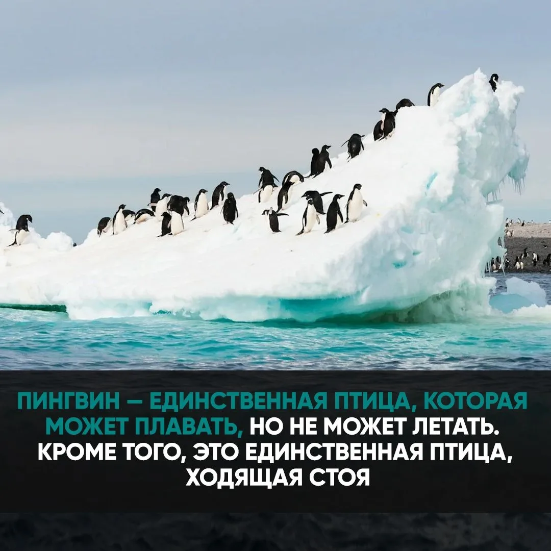 Каждый день новый факт, подпишись!