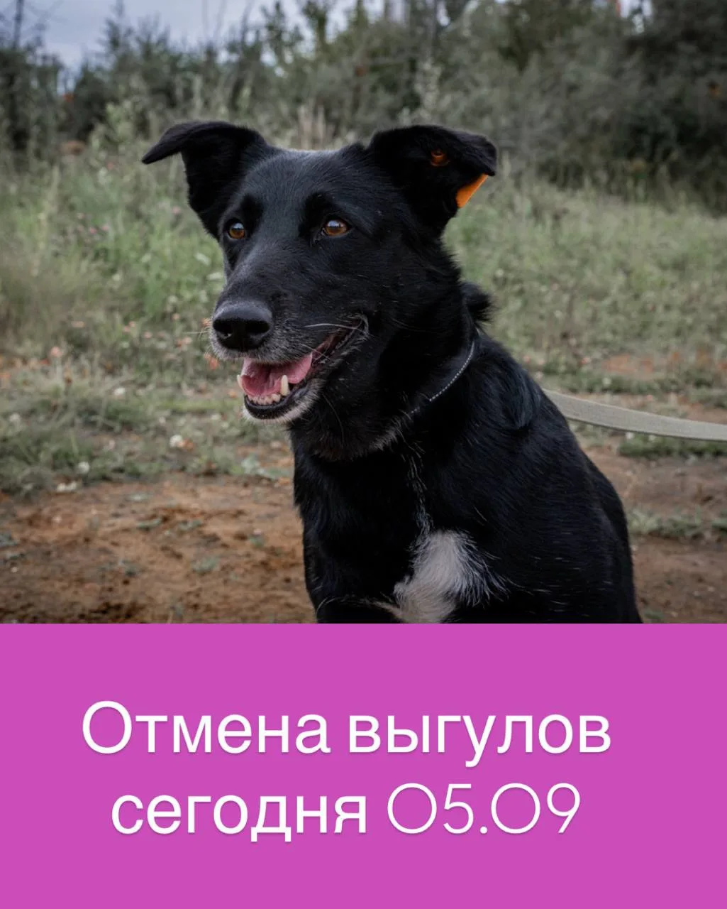 🔔 Отмена выгулов сегодня, 5 сентября!