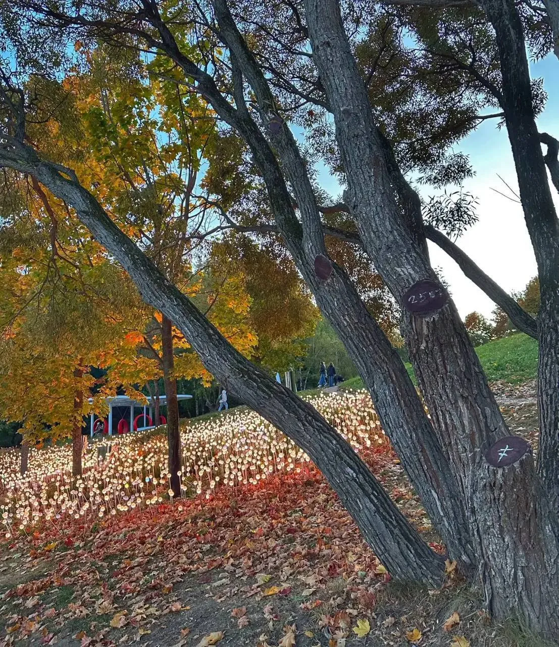 🍂 Осень на Царской набережной в Коломенском