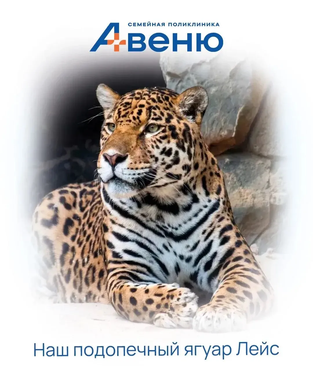 🤗У нас замечательная новость!
⠀
🐆 Клиника АВЕНЮ стала опекуном ягуара Лейса - одного из самых крас