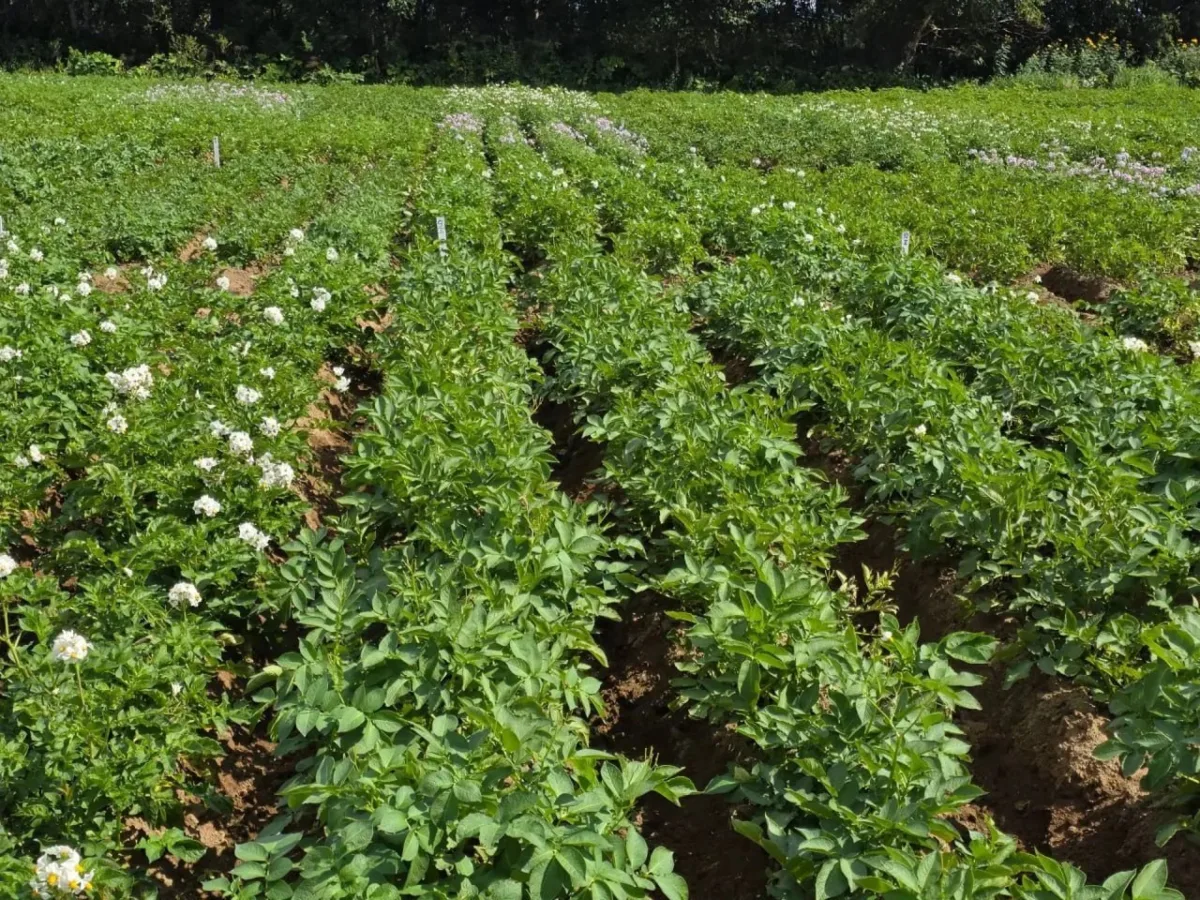 🥔 Камчатка нарастила производство собственного семенного картофеля