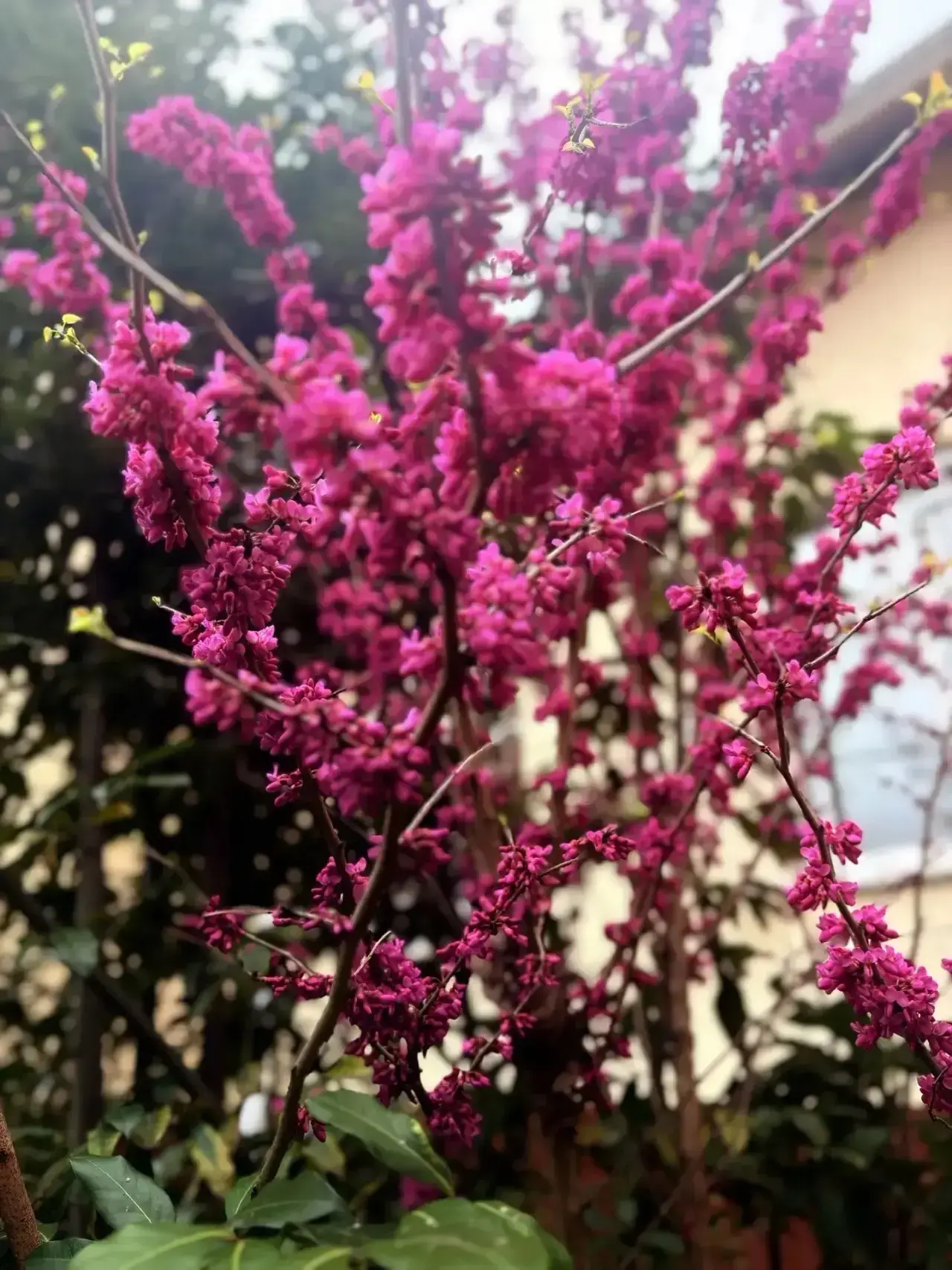 🌸✨ Весеннее чудо в школьном агропарке!🌸  Прямо сейчас на территории нашего школьного агропарка проис