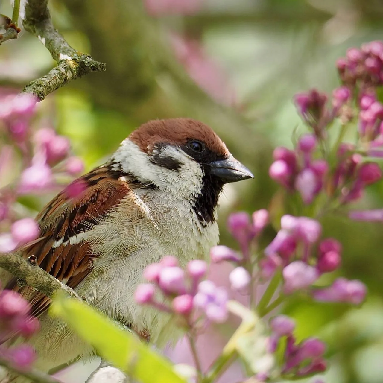 Флора и фауна Южно-Сахалинска прекрасны 🌷🐦🦋 Особенно летом!
