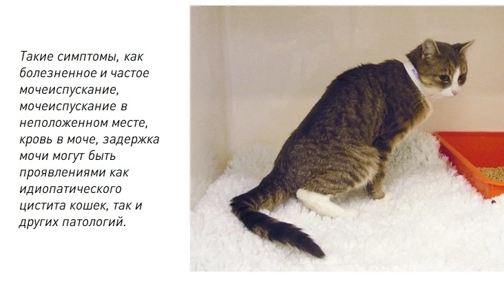 Мочекаменная болезнь (МКБ) — заболевание мочевыводящей системы, при котором в почках, мочеточниках и