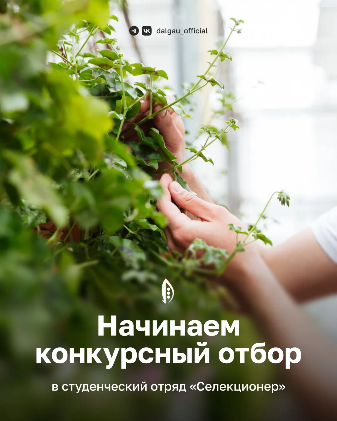 🌱 Студентов приглашают в отряд «Селекционер»: работа с генетикой, соей и зерновыми