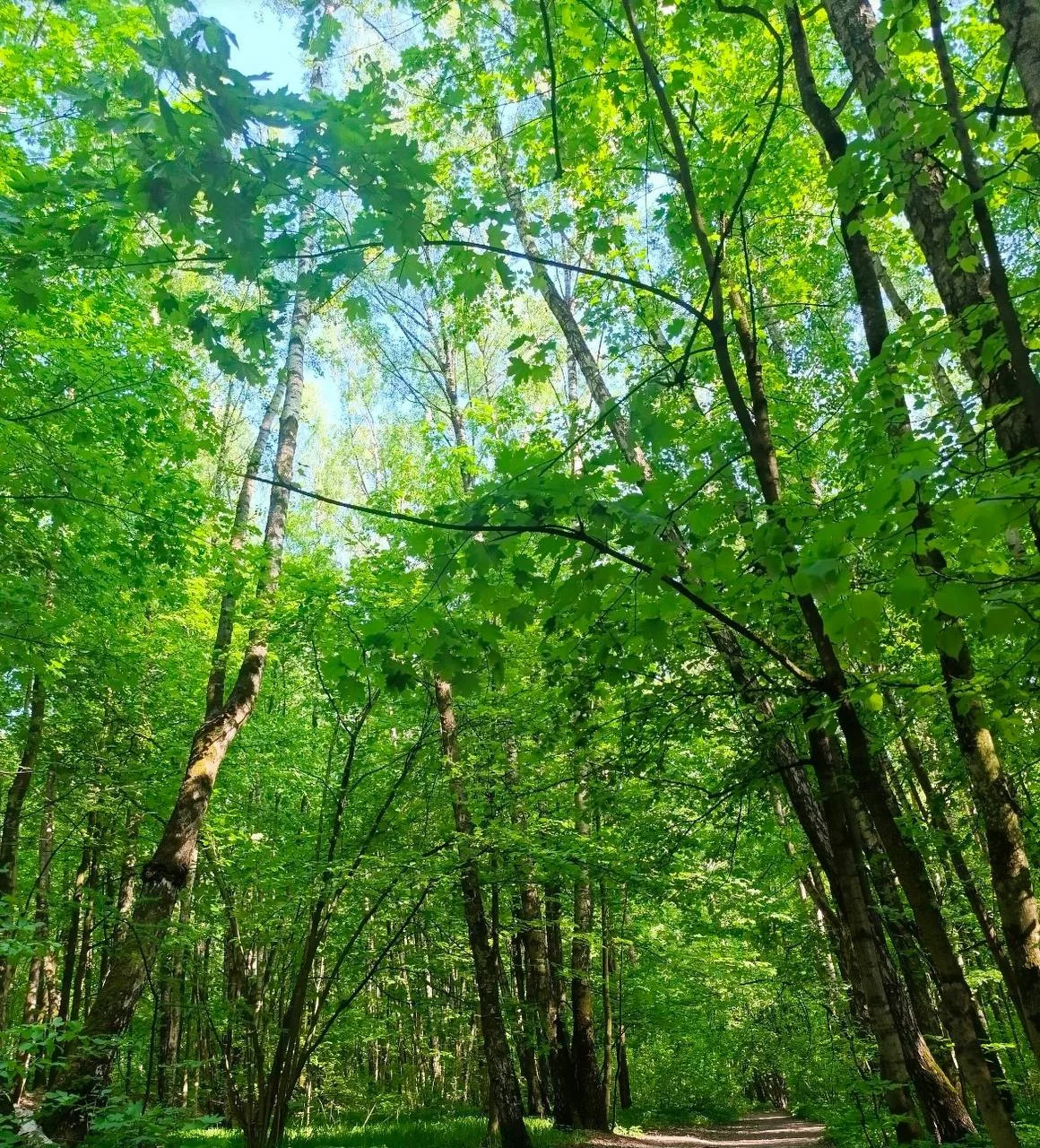 🌿Битцевский лес совсем рядом