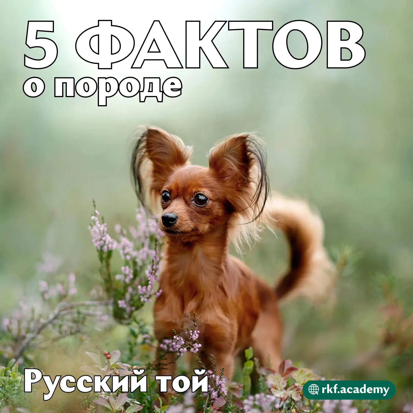 Маленький, да удаленький 😁