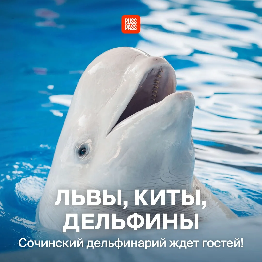 🐬 Лето становится интереснее, когда в программе появляются белые киты, дельфины и морс...