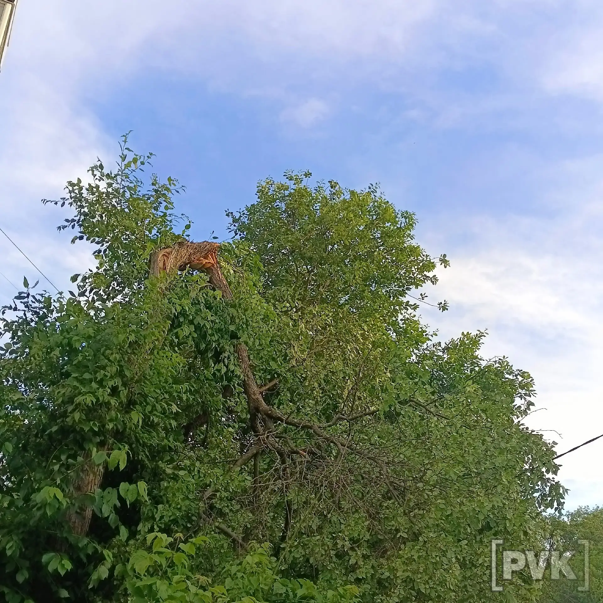 🌳 «Рядом с домом на улице Советской, 4 упало дерево на провод. Еще немного и оборвёт», — беспокоитс