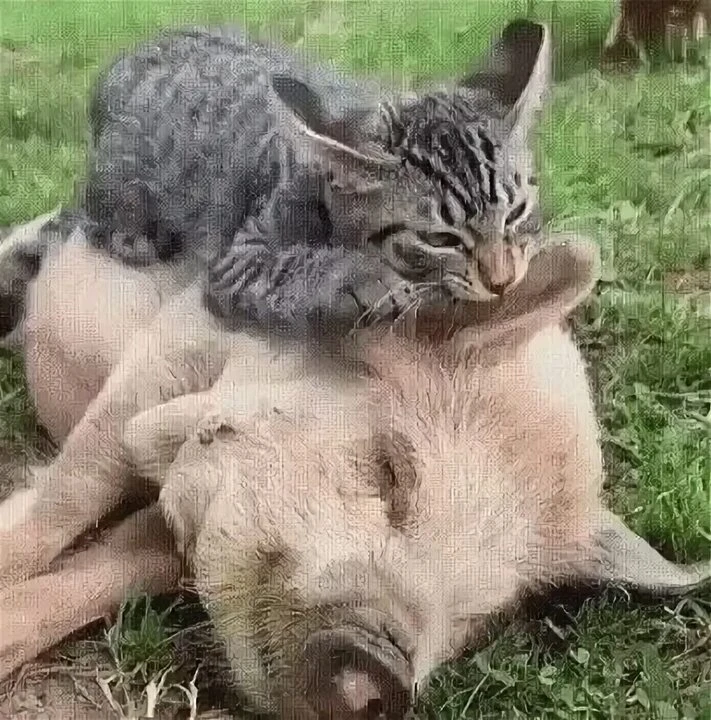 Вот кофе пью из аппарату