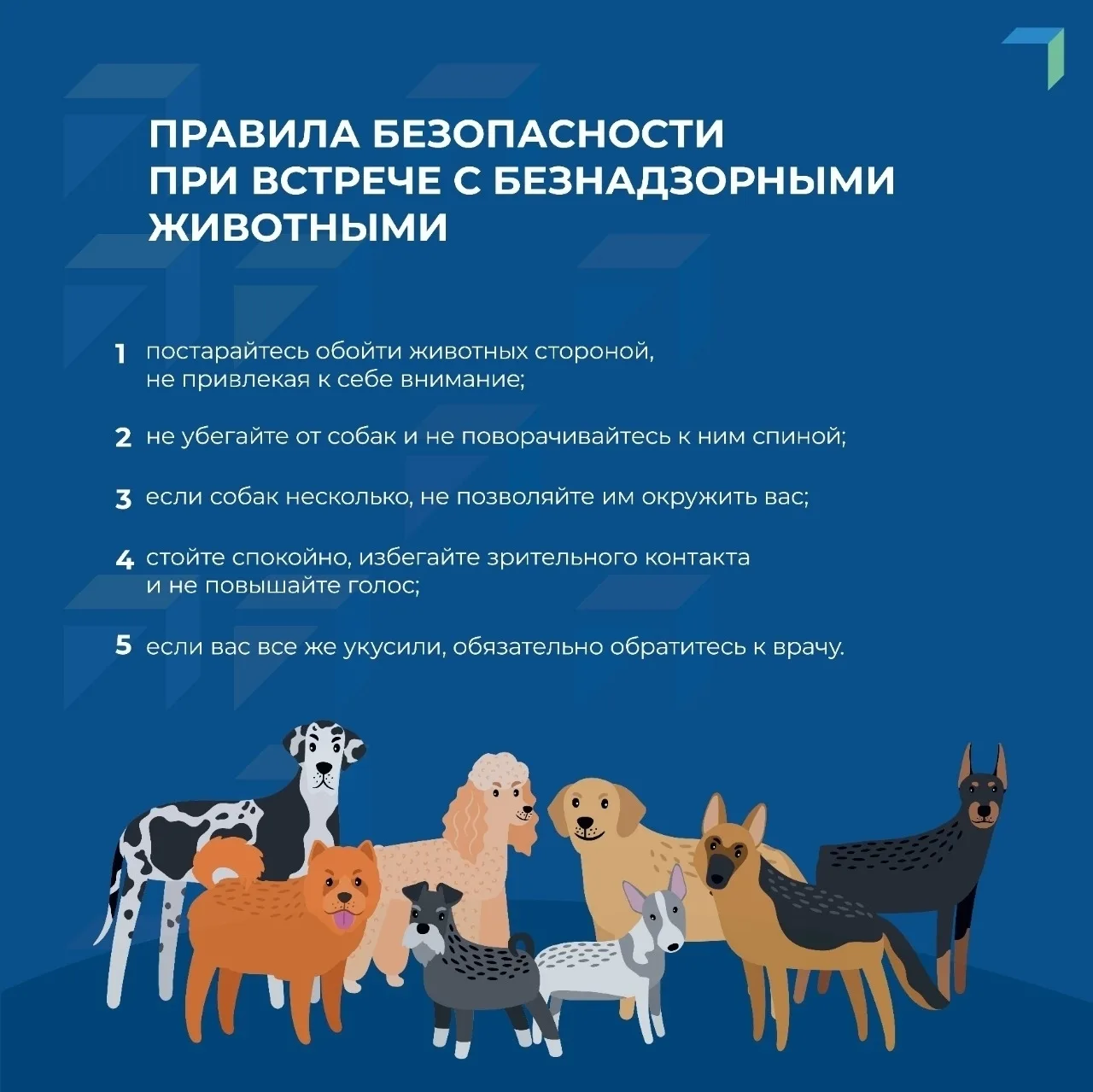 Основные правила поведения при встрече с бродячими собаками
1. Сохраняйте спокойствие
Собаки чувству