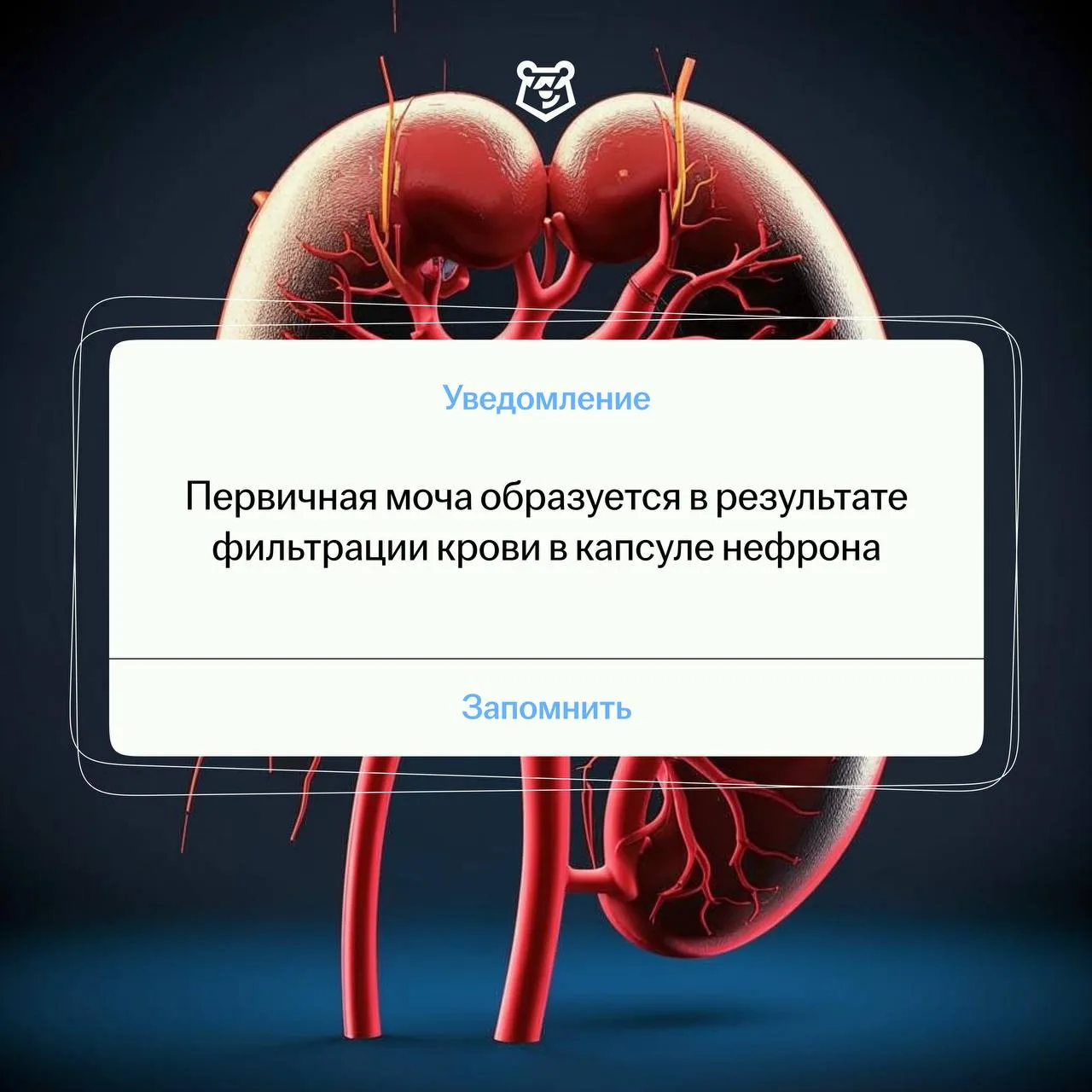 Новое сообщение! 

🔣 Первичная моча — промежуточное звено мочеобразования.
🔣 В ней содержатся: ами