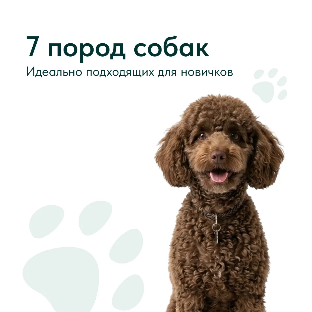 Выбор первой собаки — ответственный шаг. Новичкам нужны дружелюбные, легко обучаемые породы без скло