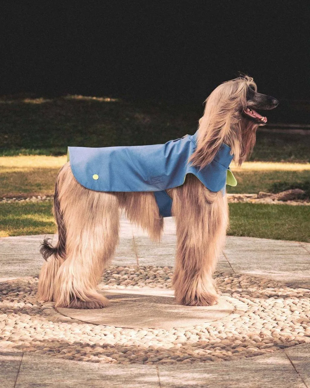 Новый коллаб Giorgio Armani и Poldo Dog Couture для пушистиков)