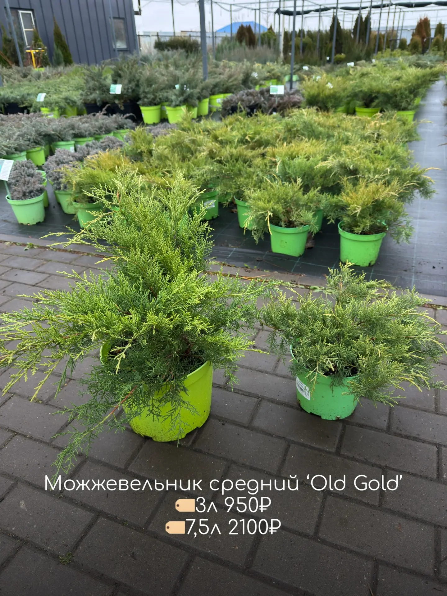 Хвойные сажать можно весь декабрь!  Что как не вечнозеленые хвойные растения украсят ростовскую серу