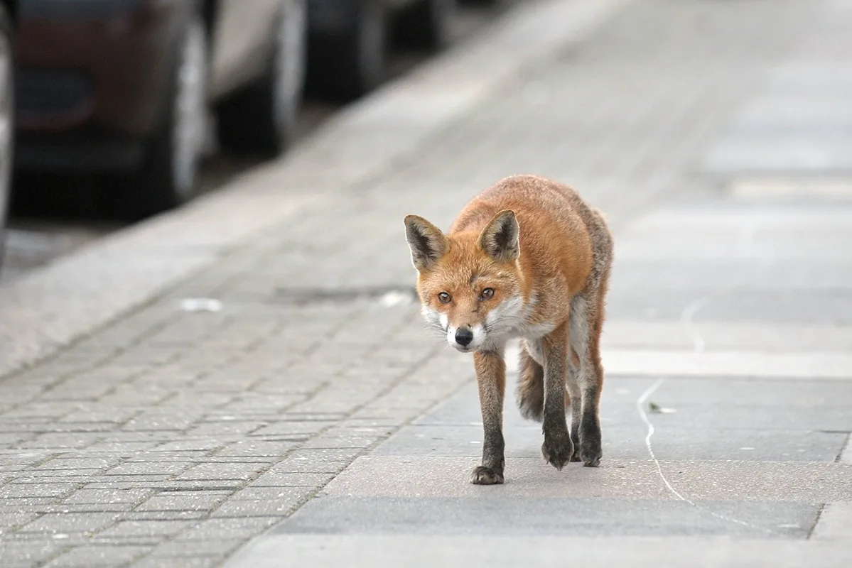 🦊 Лиса не боится людей? Это может быть опасно