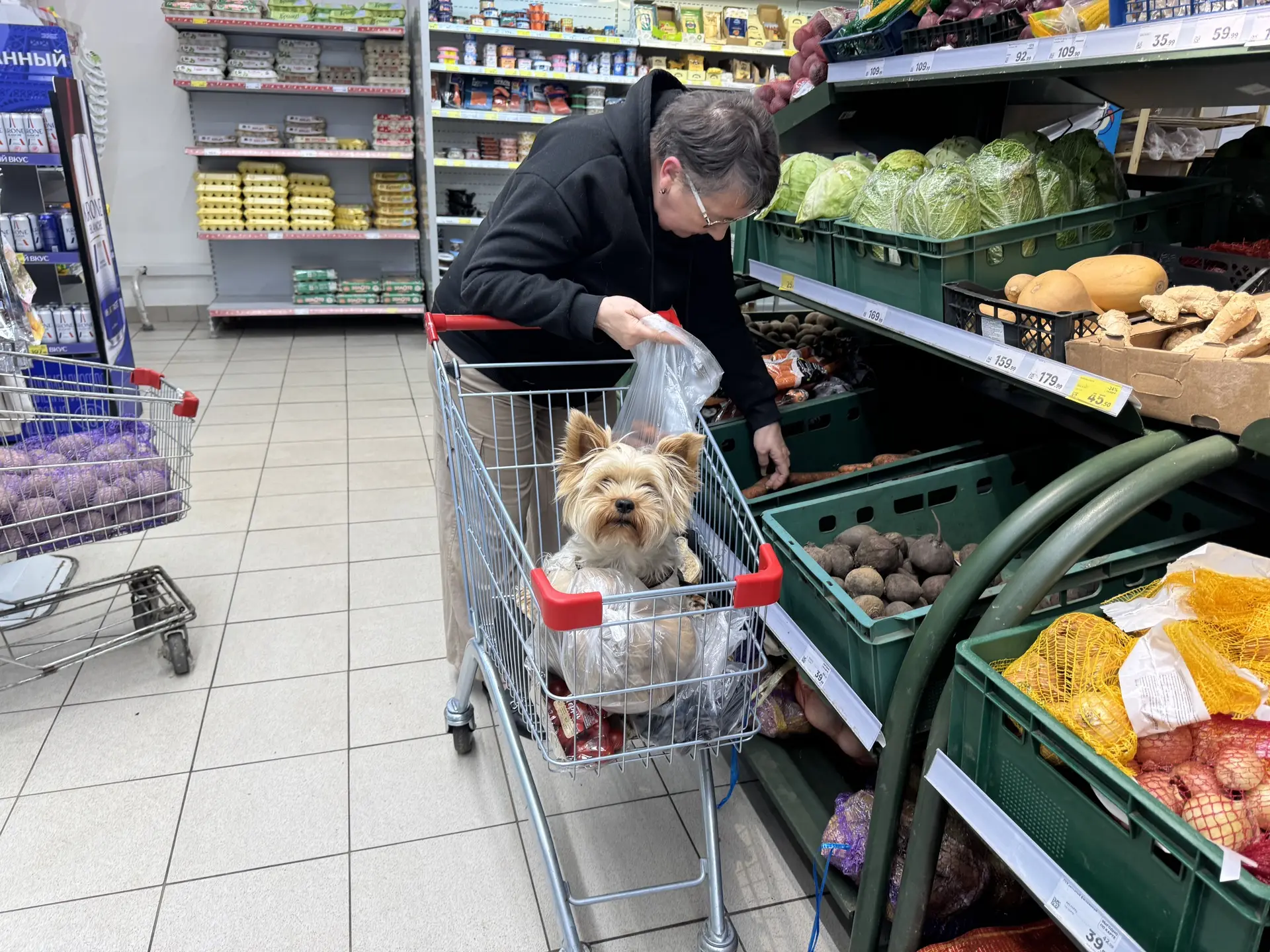 🐶 Кажется, сегодня в корзине — самое главное! ❤️🛒😂