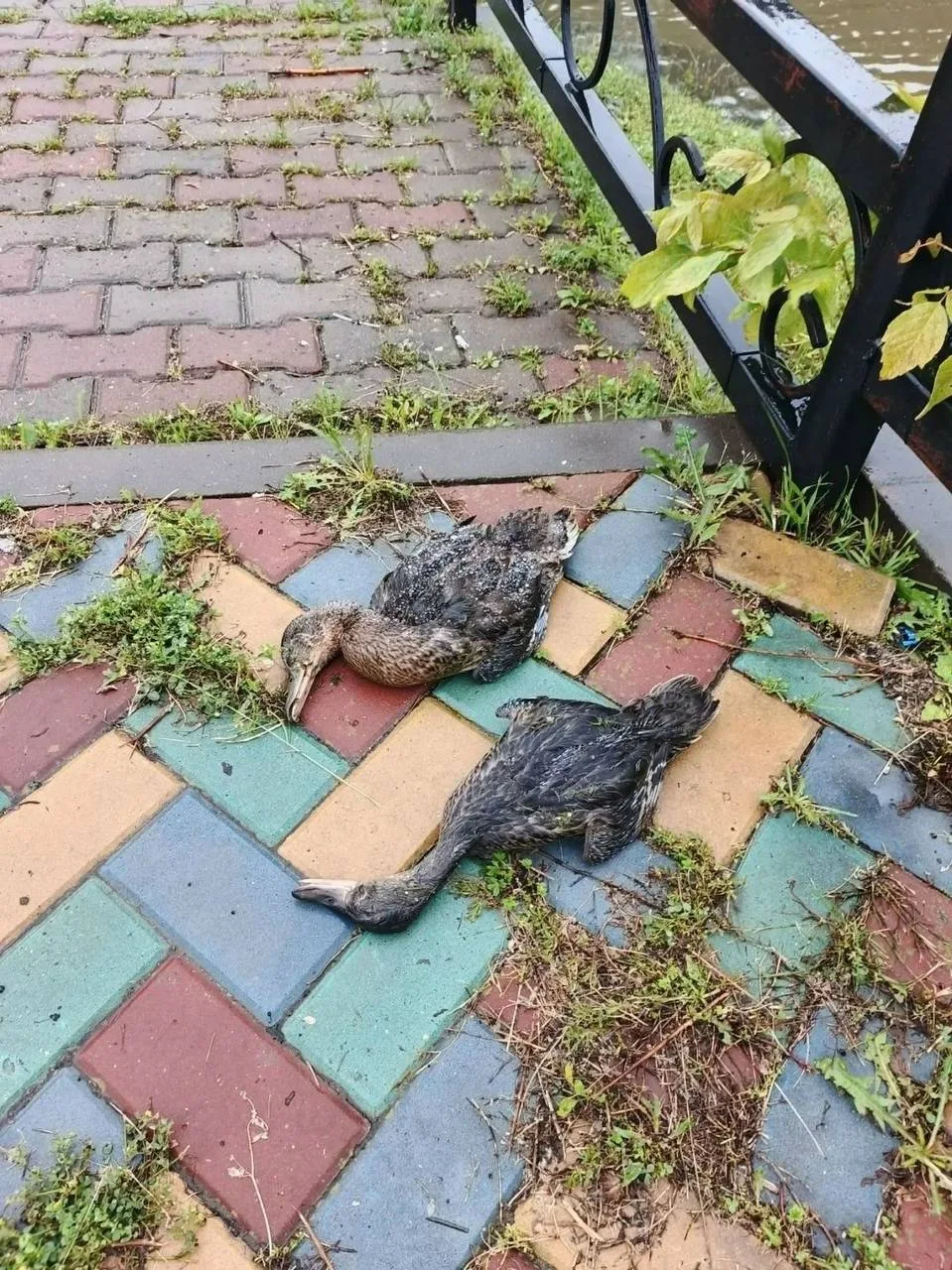 🚨 После наших публикаций проблему Каскада прудов в Альметьевске взяли на особый контроль

После наш