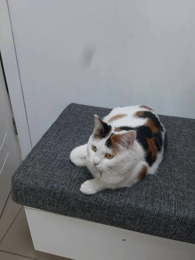 ‼️ Кошка, замеченная сегодня на Юбилейном, 67  - АФИНА из Яндекс Маркета. ПВЗ закрылся, видимо, реши