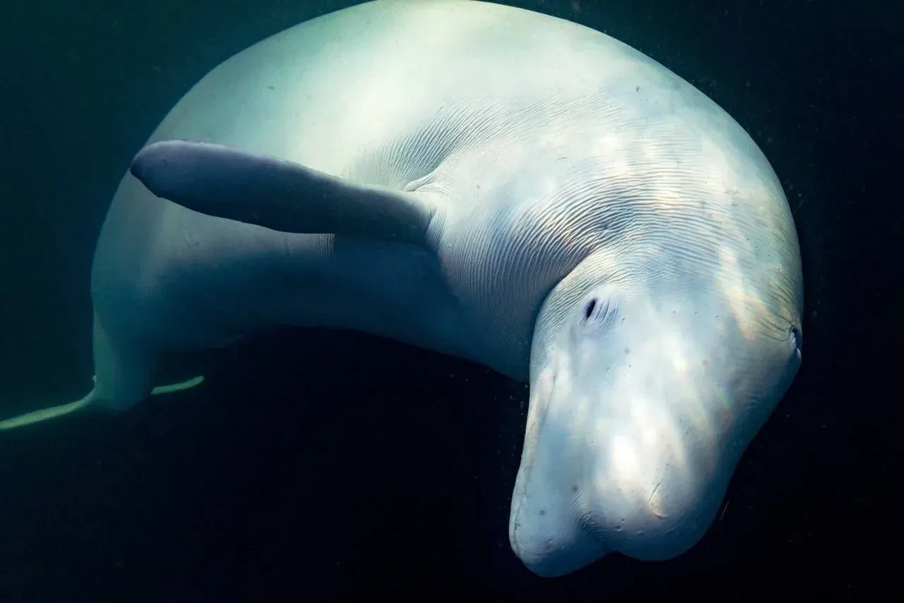 23 июля — Всемирный день китов и дельфинов 🐳

Этот день создан для того, чтобы напомнить: жизнь кит