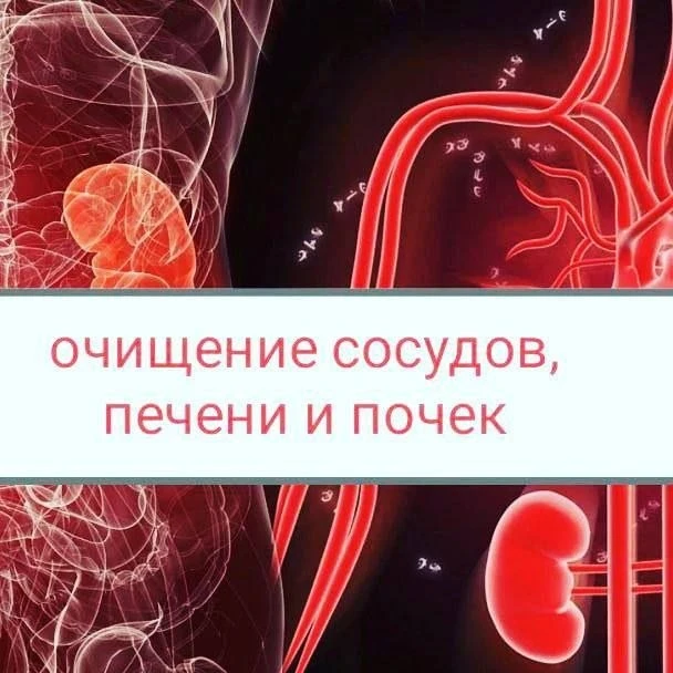 Чистим сосуды, печень и почки⚠️