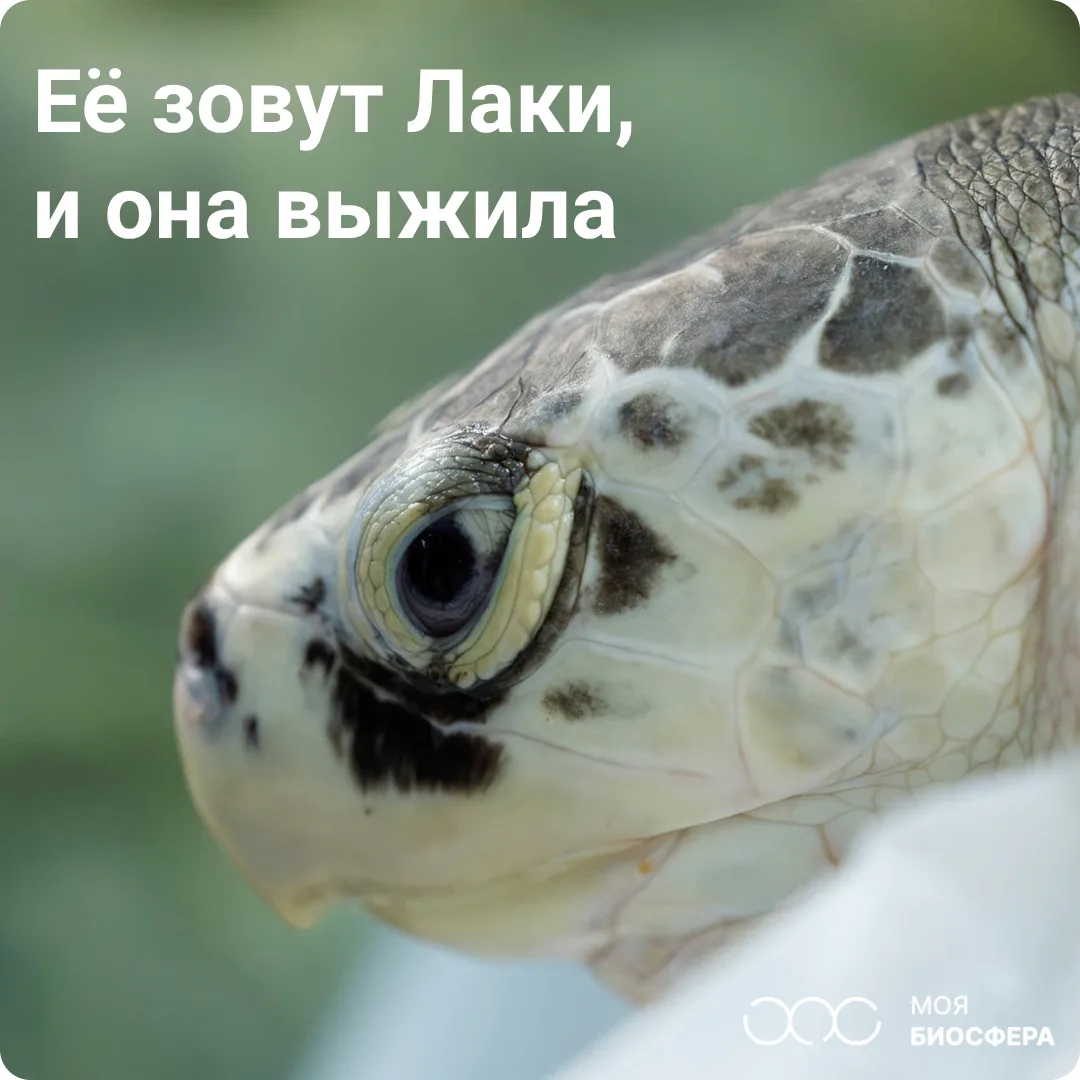 ❄️ Ледяная ловушка для самой редкой черепахи на планете