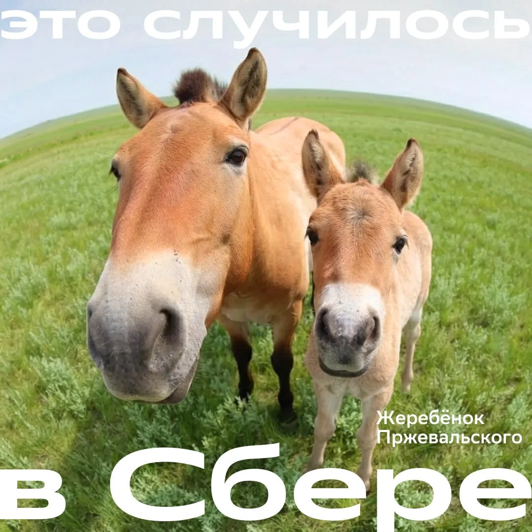 Знакомьтесь с новым жителем Оренбургского заповедника 🩷

Жеребёнка лошади Пржевальского зовут Велес