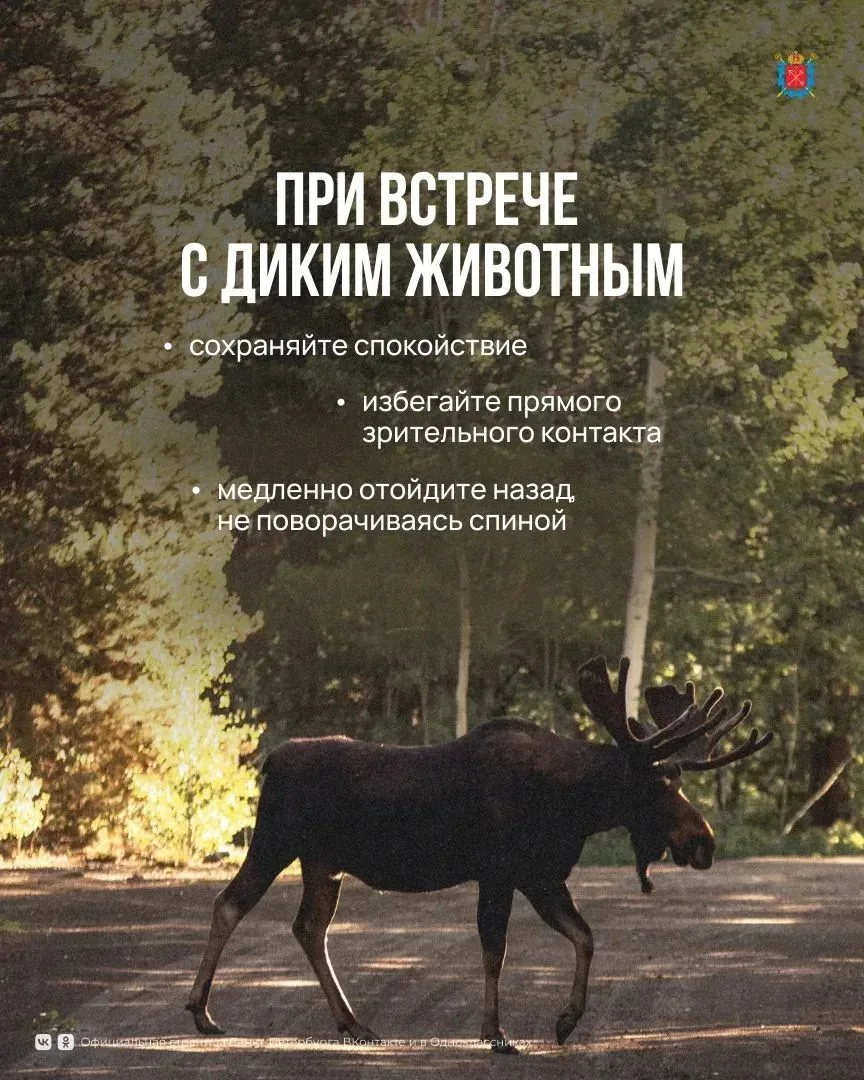🌞Летом экотропы становятся одним из самых популярных мест для прогулок. 

🌿🌳🪵Они проходят по осо