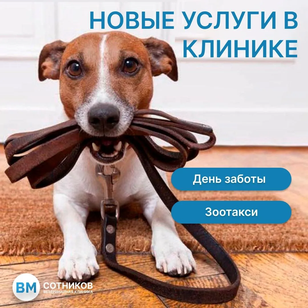 "День заботы и зоотакси" — комфорт и безопасность вашего питомца

Мы знаем, как хлопотно бывает запл