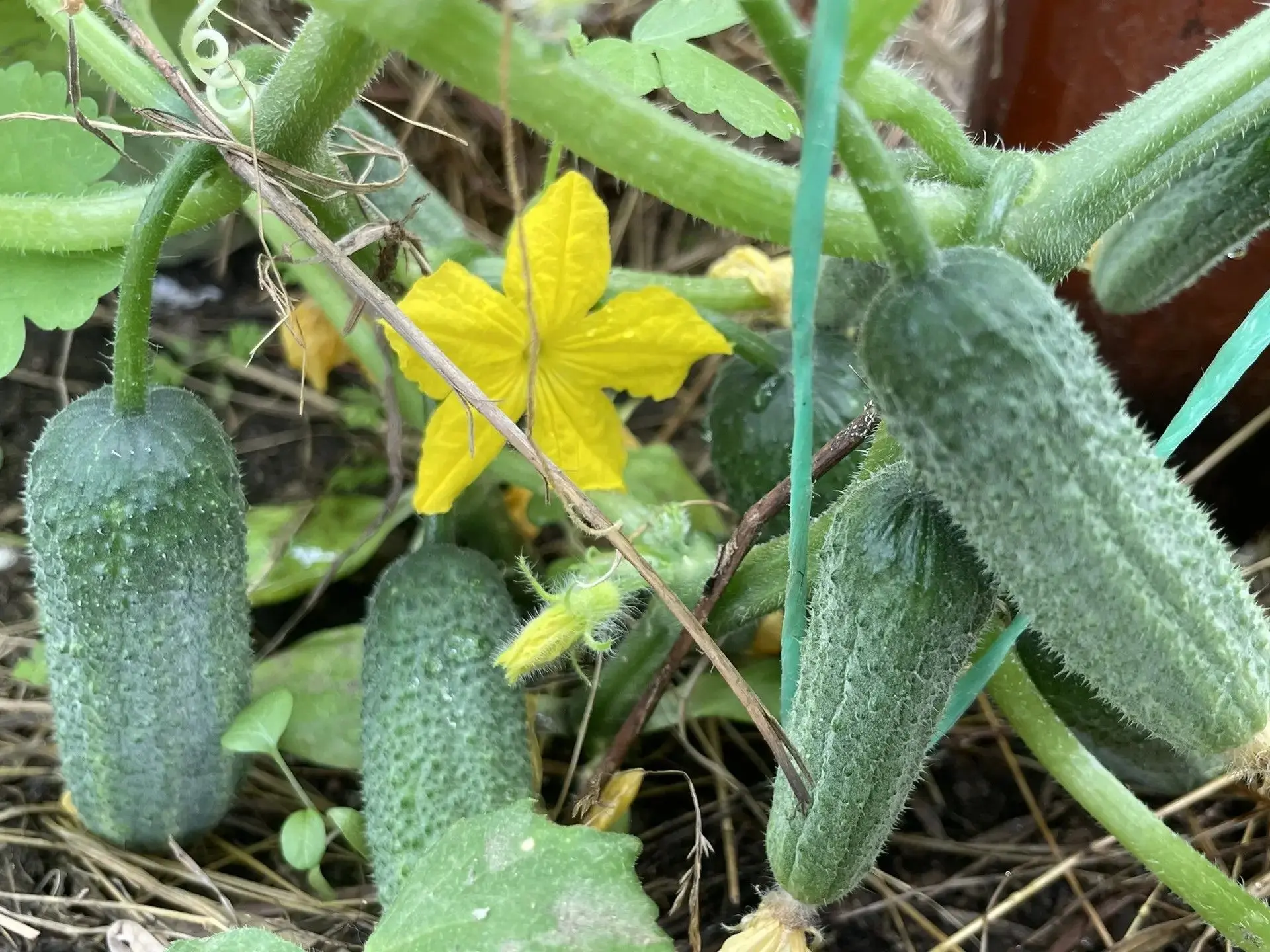Итоги работы второй бригады в агрошколе: три недели труда и заботы ☀️🌱 
Незаметно пролетело время, 