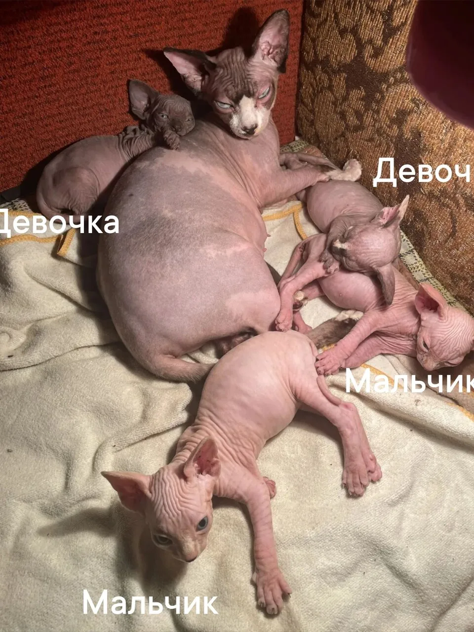 Продам котят канадского сфинкса, Донецк, Пролетарский район