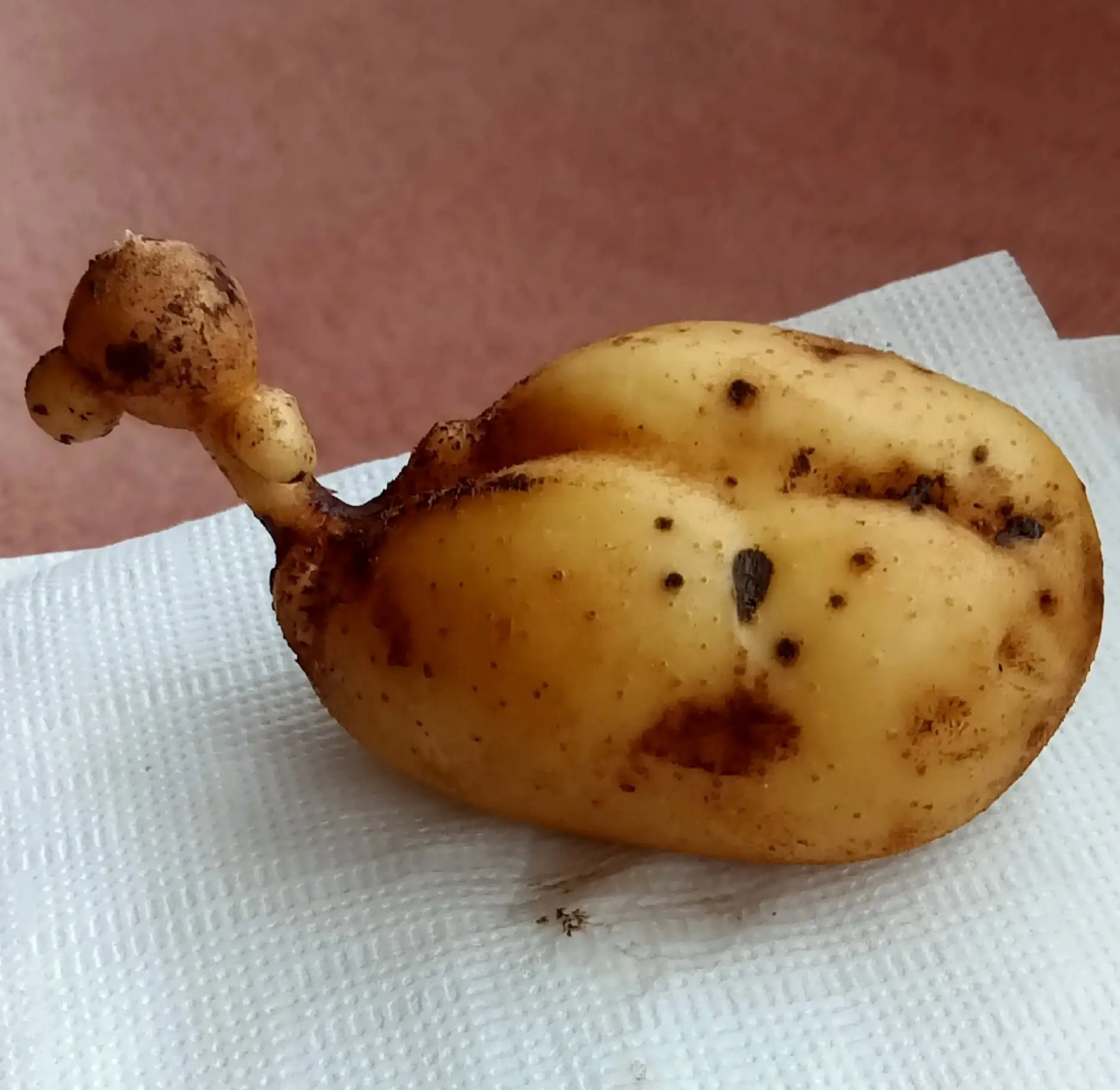 🥔 "Бакча могҗизалары"