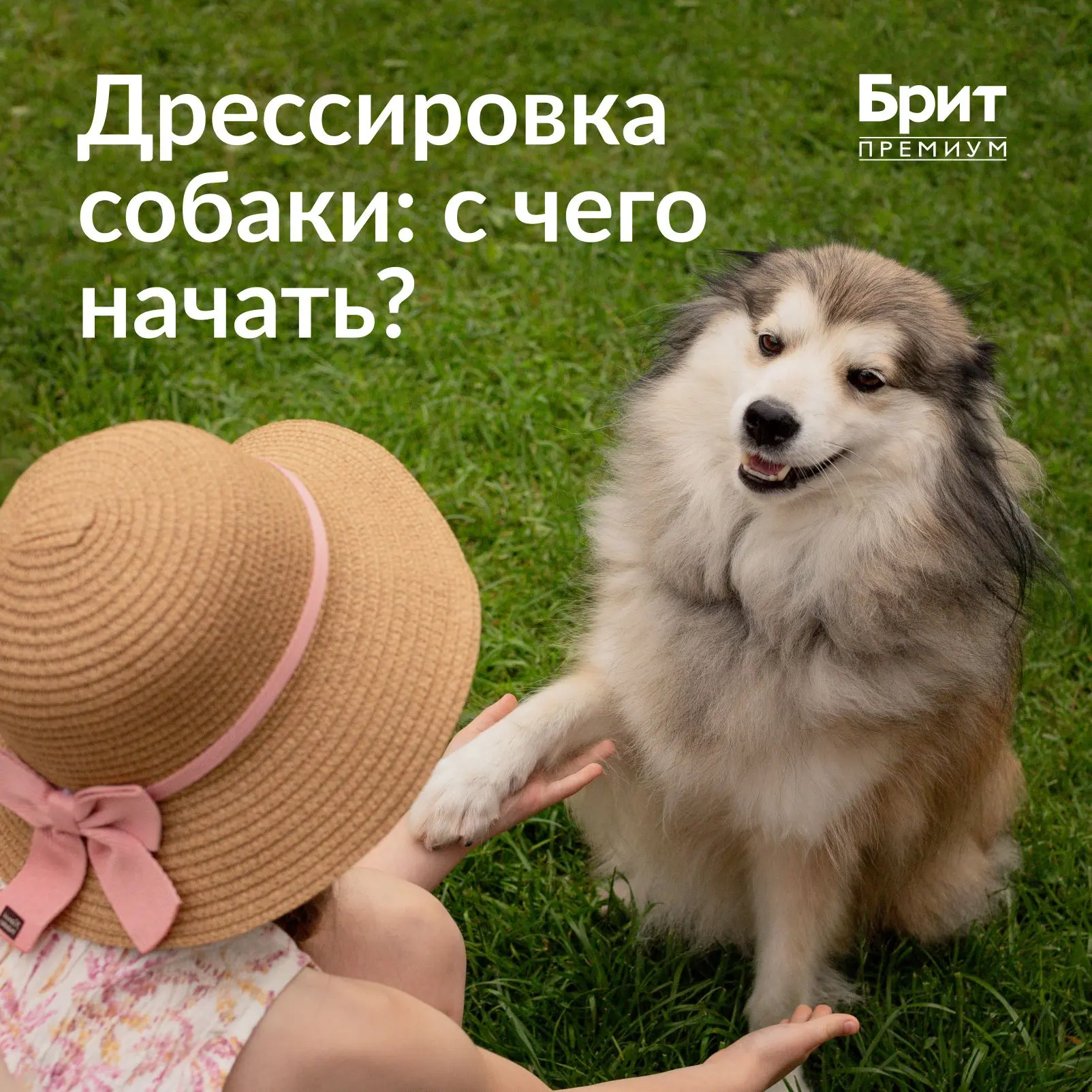 Завели собаку, но не знаете, как подступиться к дрессировке Сохраняйте этот пост! ✅