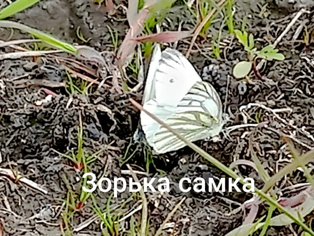 Заканчивается наше путешествие к буграм за поселком Лесное на юг от Миусинска, до которых я так и не