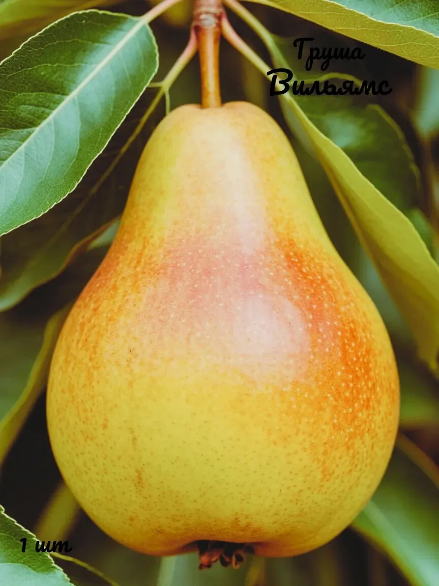 🍐 Три сорта груши, на которые стоит обратить внимание!