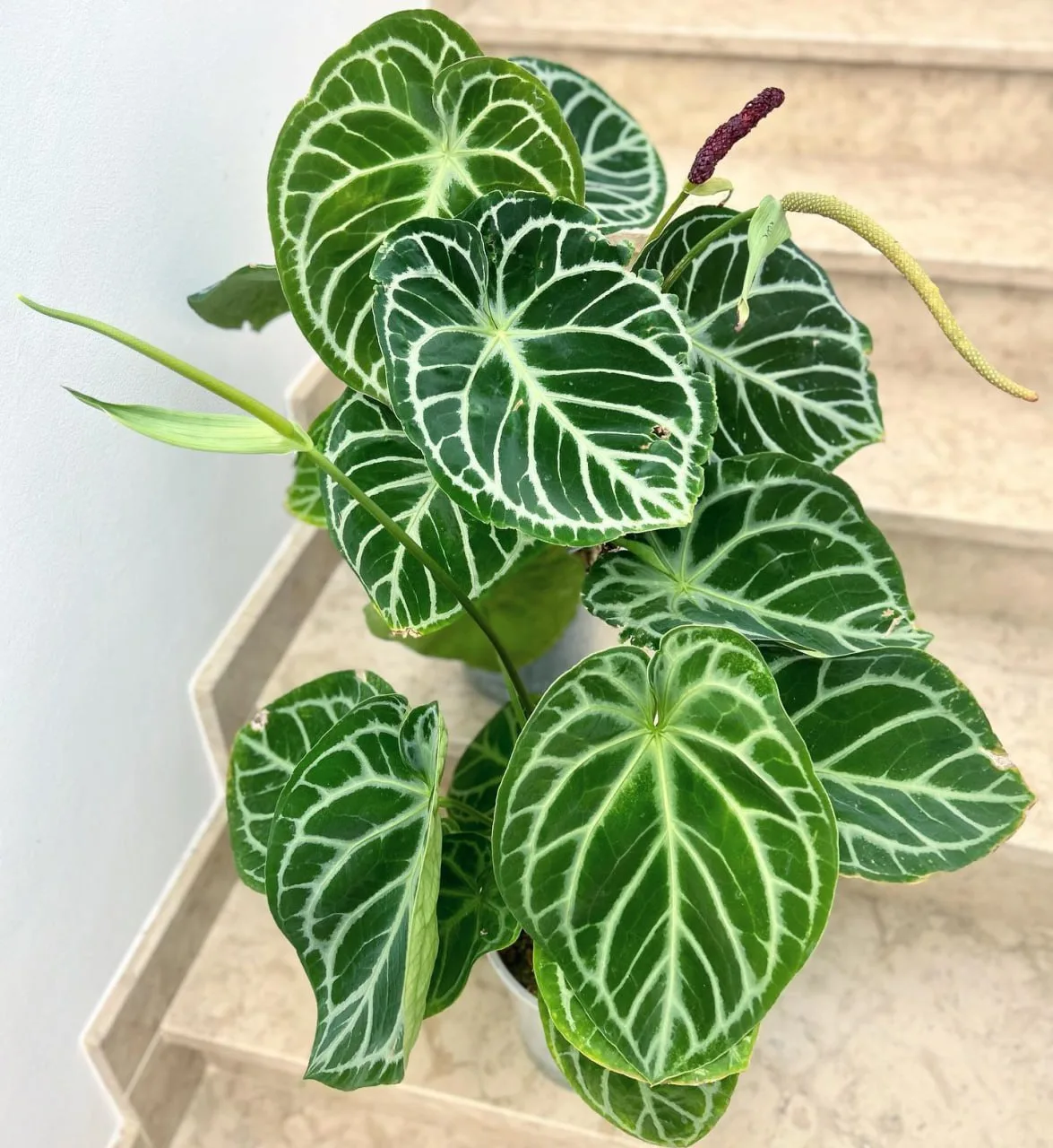 🌱 Антуриум