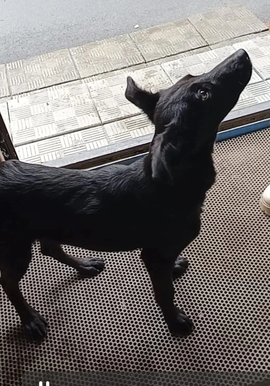🐕 Бийчане ищут хозяина для собаки-изгоя