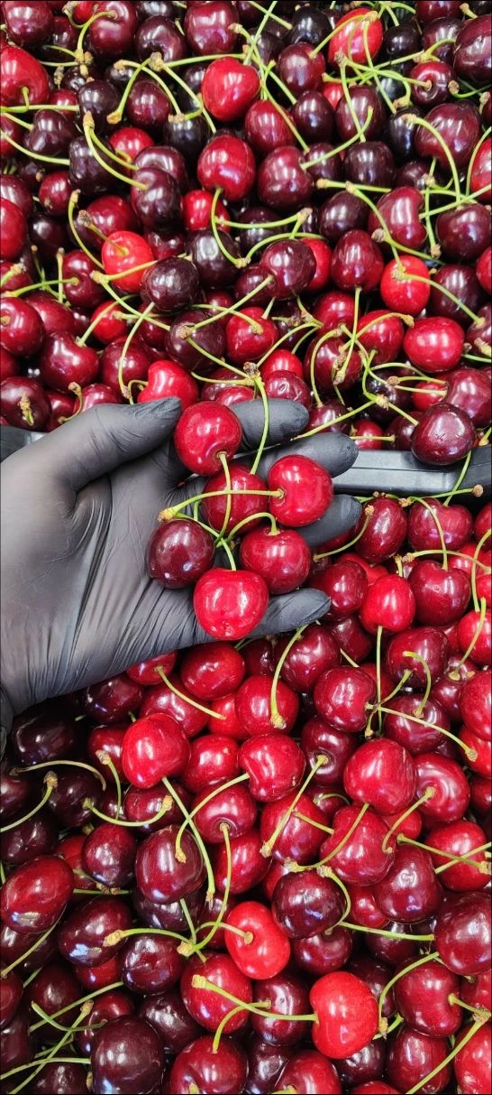 🍒🍒🍒Новый сбор самой крупной азербайджанской черешни(доступна по самой вкусной цене 7...