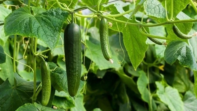 🍃 Огурцам поможет простая подкормка – забудьте о желтых листьях навсегда!