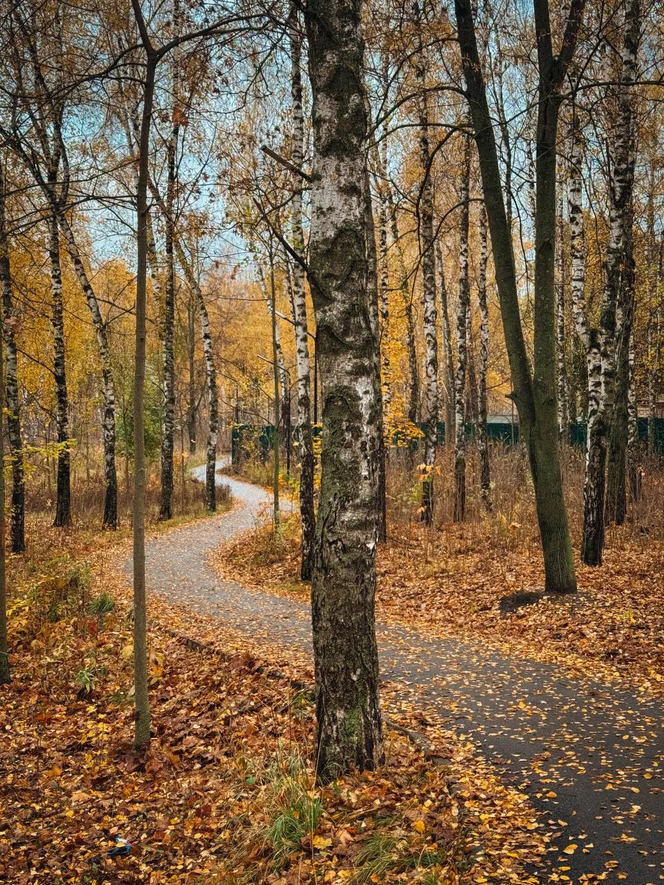 Октябрь вступает в свои права — золотой, тихий, особенный. 🍂