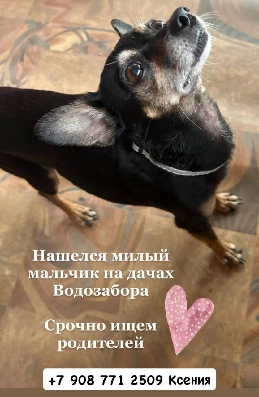 Пёсик хочет домой.