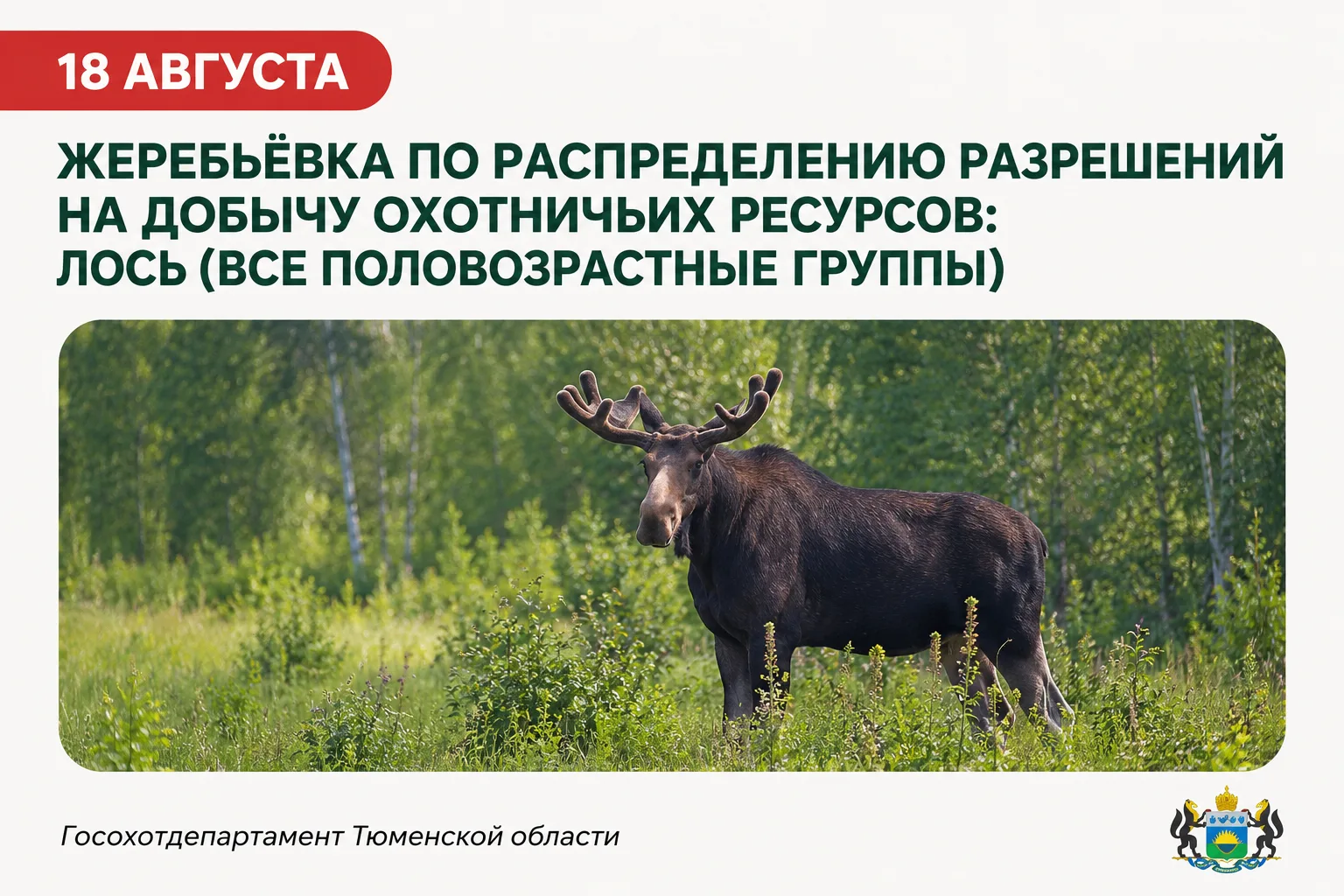 📢Жеребьёвка по распределению разрешений на добычу лося (все половозрастные группы) сос...