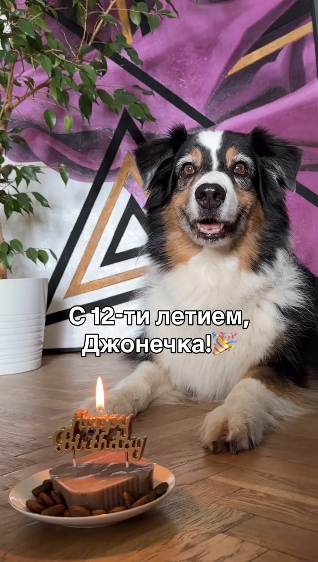 У Булки сегодня День Рождения, 12 лет любимой псинке. ❤️🎂