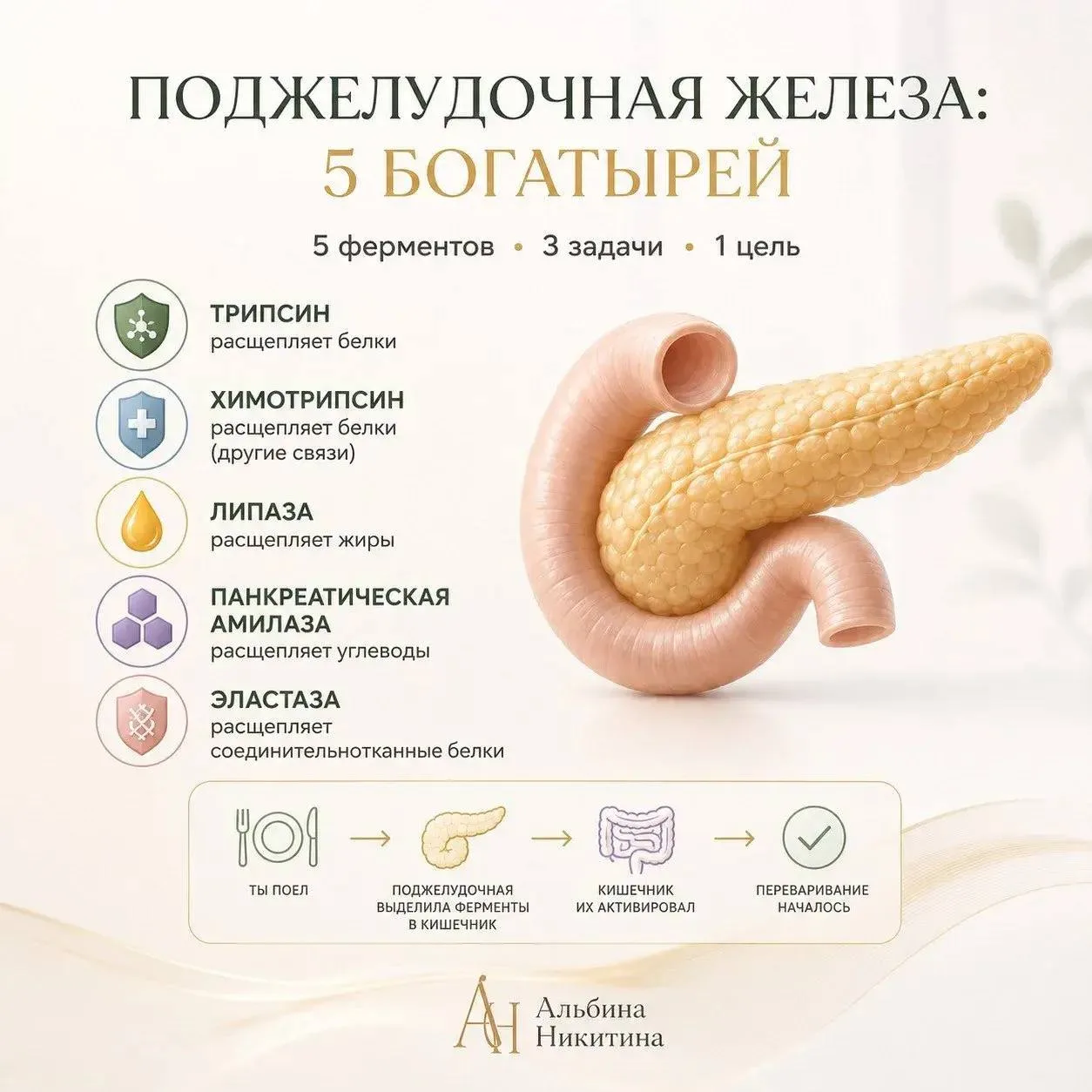🧔‍♂️ПОДЖЕЛУДОЧНАЯ ЖЕЛЕЗА: 5 богатырей