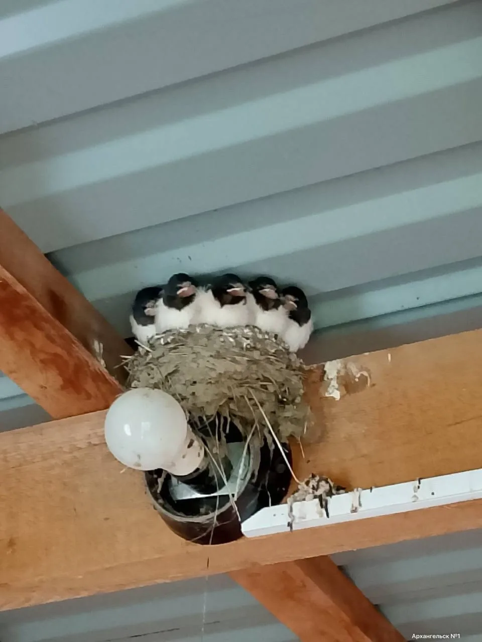 🐦 Малыши ласточек поселились в доме на Кий острове