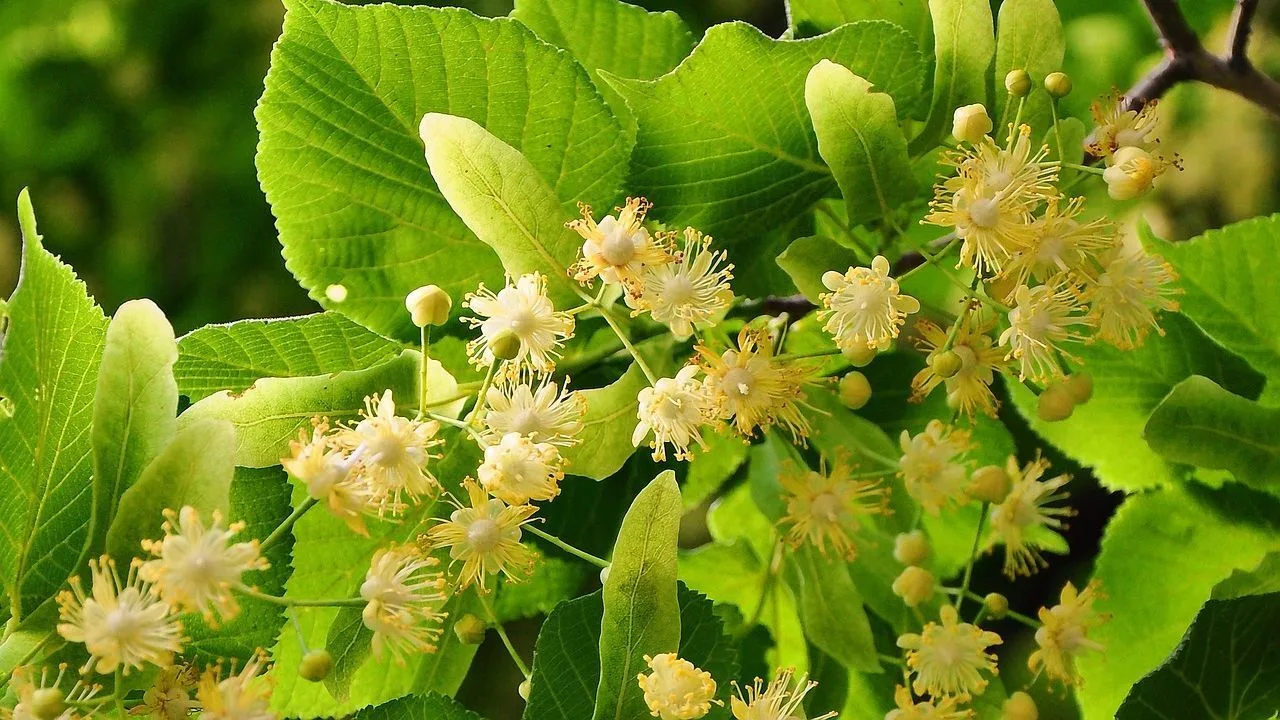 ЛИПА
🌳 Липа обладает мочегонными, желчегонными, бактерицидными, противовоспалительными, потогонными
