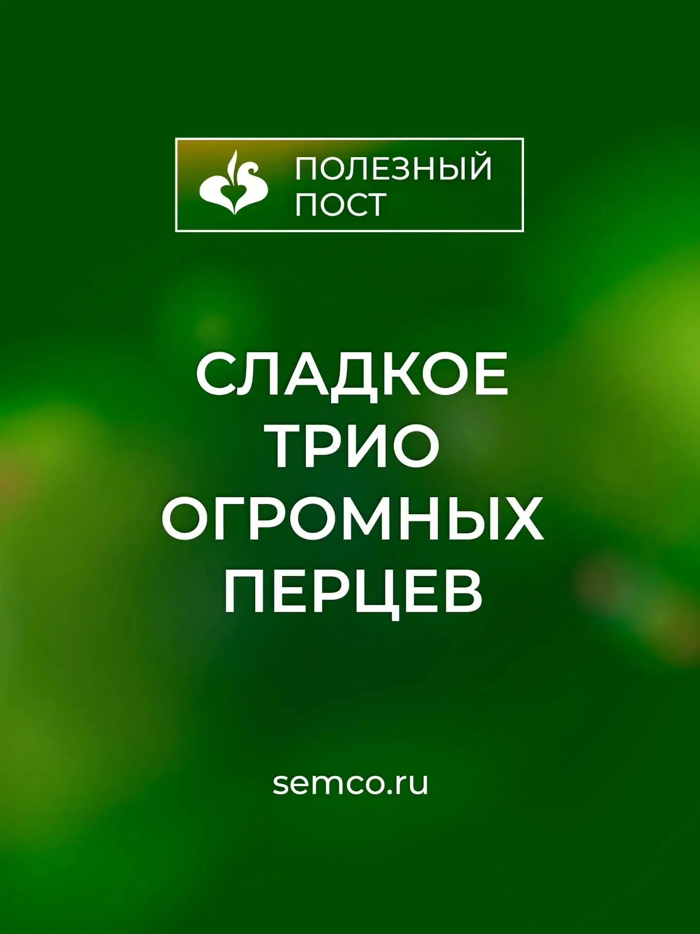 Сладкое трио огромных перцев.