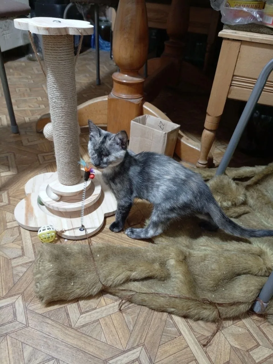 Котёнку очень нужен дом. Сейчас киса полностью здорова, но лишилась двух глазиков, от с...