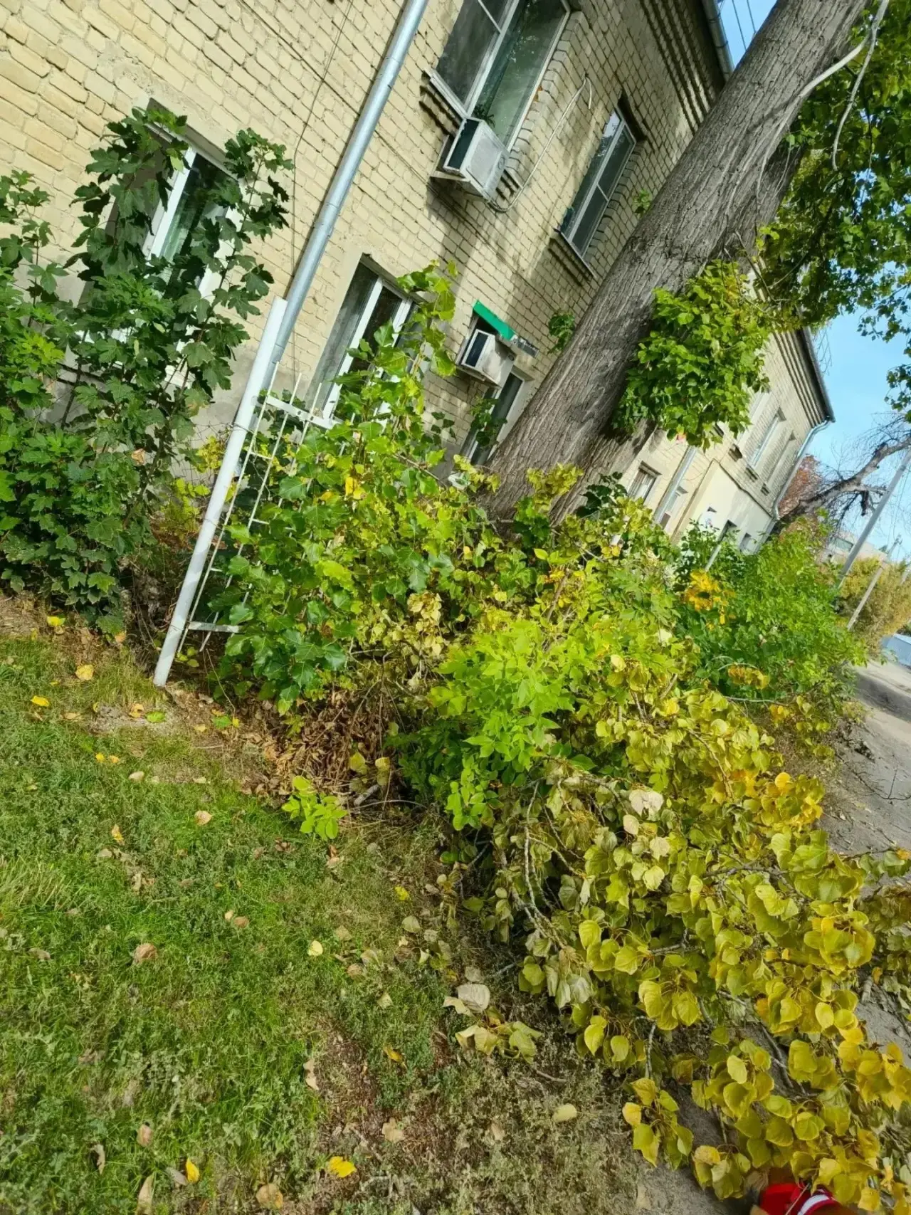В Саратове ветка дерева рухнула на дом — ЧП случилось возле дома № 2А по 1‑му проезду К...