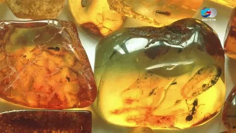 💎 Янтарь Калининграда: редкие самородки продали на аукционе